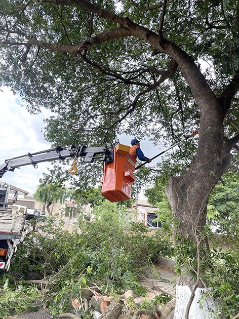 Por segurança e melhor iluminação pública, Meio Ambiente de Nova Odessa eleva copas de árvores